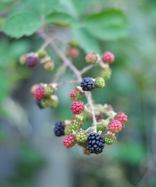 blackberries ripening