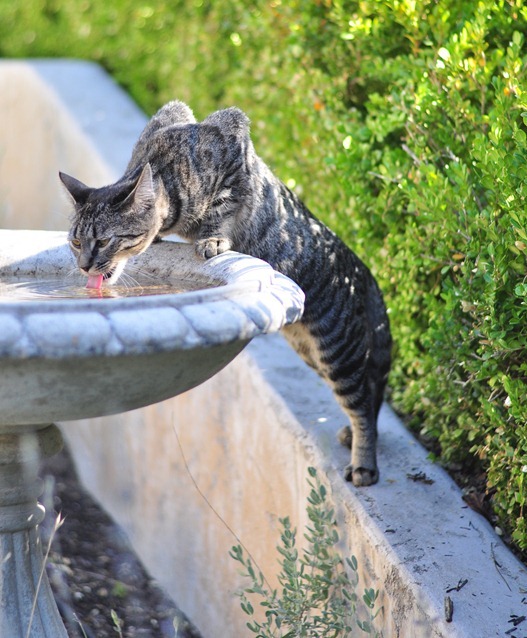 cat in birdbath
