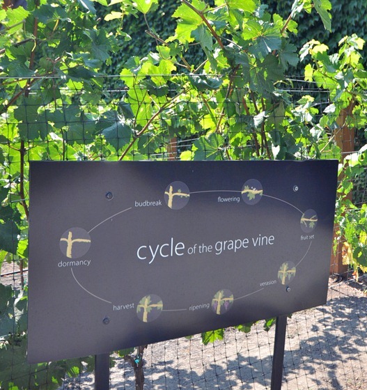 cycle of the grape vine