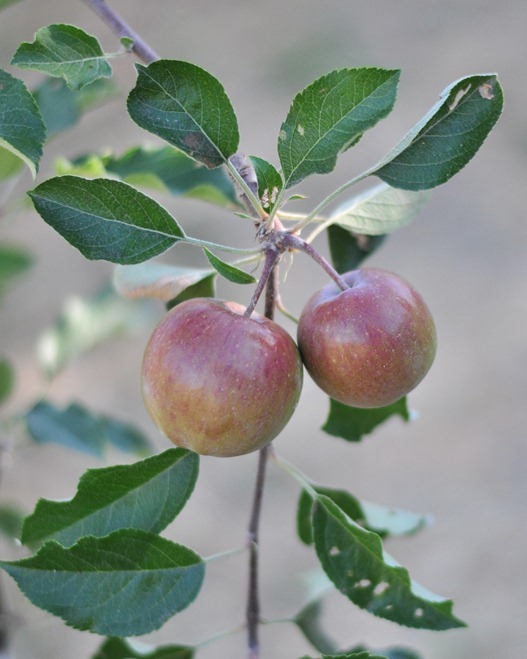 fuji apples on tree