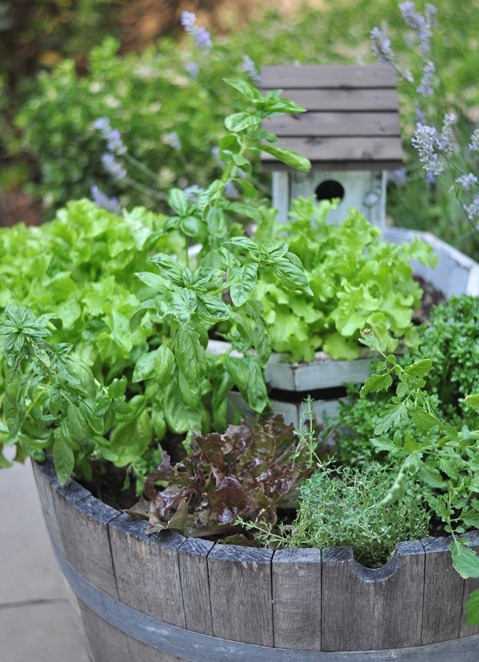 growing lettuce garden