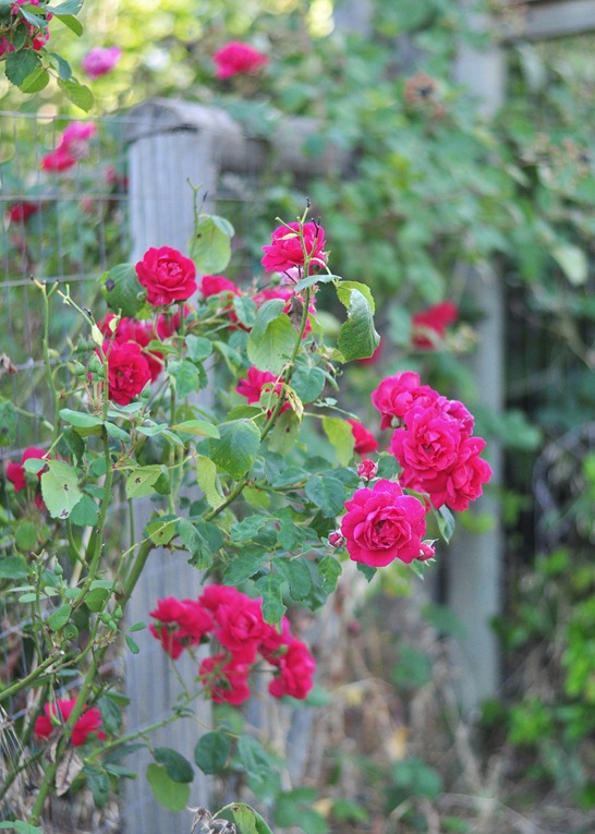 summer roses on fence
