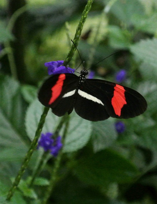 black and coral butterfly