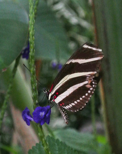 black and white striped butterfly