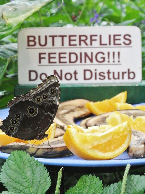 butterfly feeding