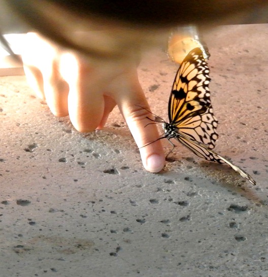 butterfly on girls finger