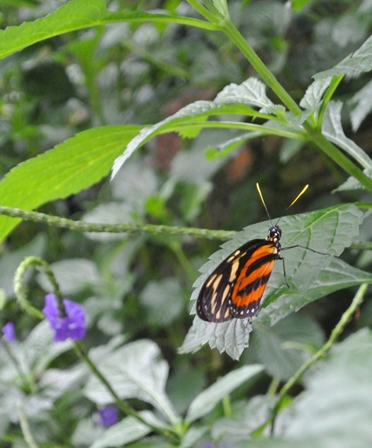 orange butterfly on leaf