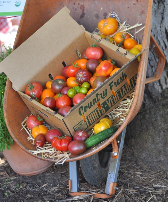 country fresh tomatoes cg