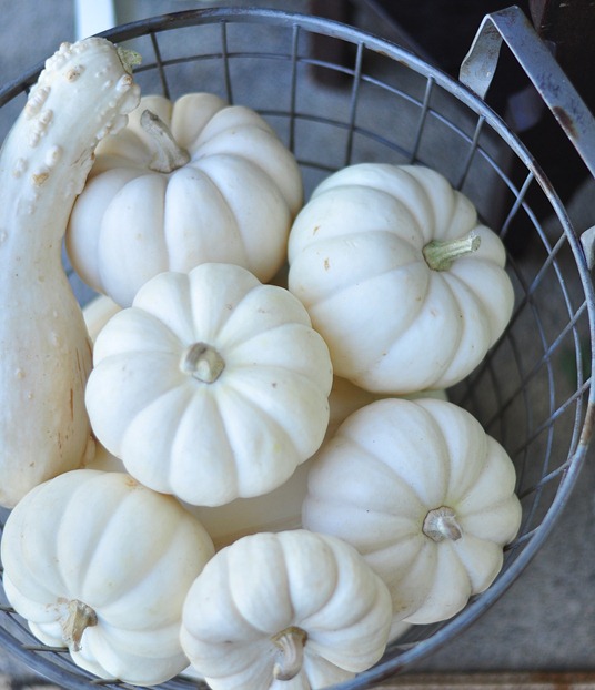 pumpkins in basket