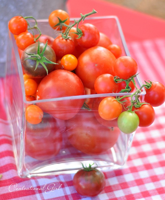 vine tomatoes in glass vase cg