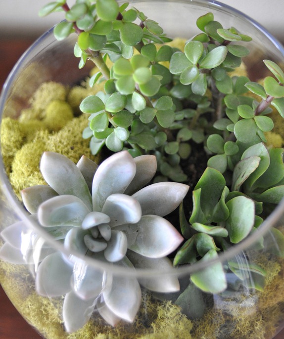 succulents in apothecary jar