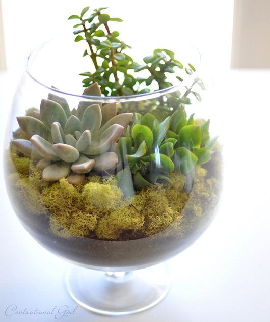 terrarium in apothecary jar