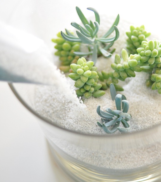 white sand on succulents