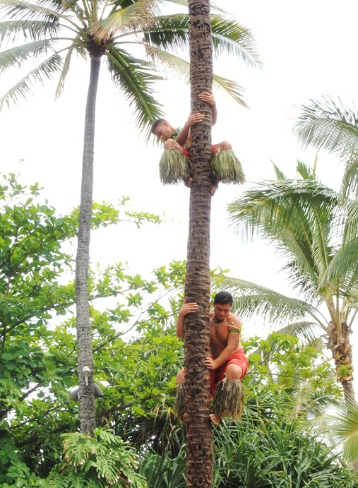 coconut tree climbers
