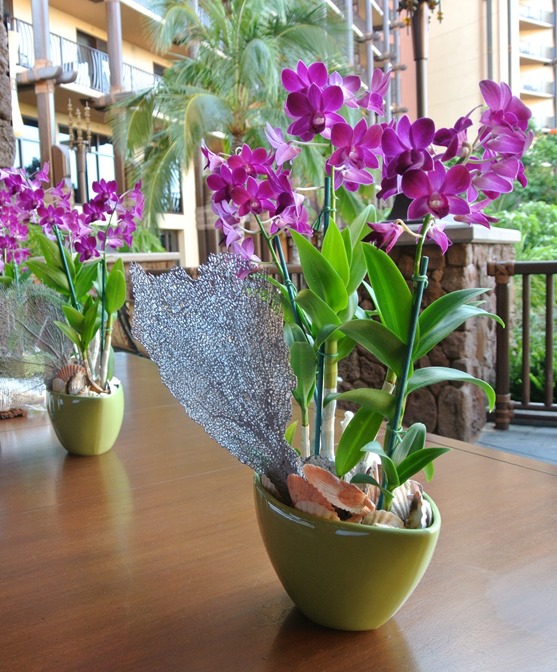 aulani orchids