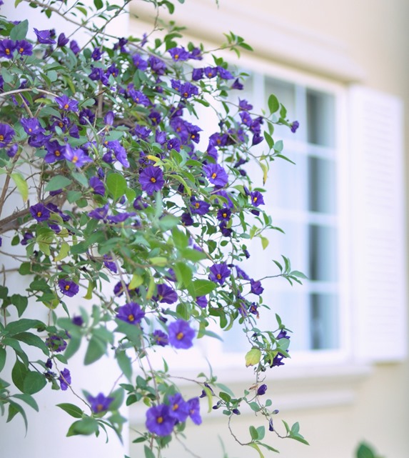 flowering purple vine