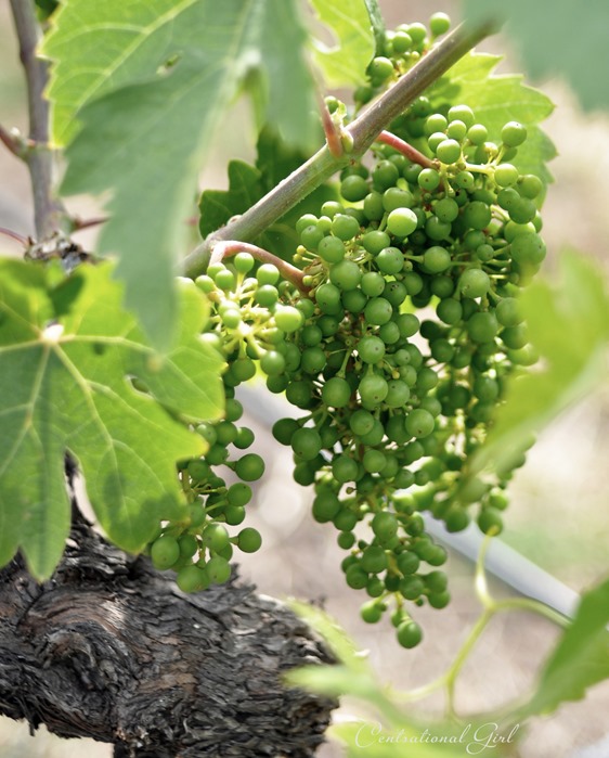 grapes on vine alexander valley