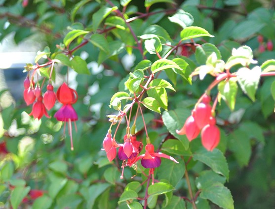 flowering fuschia