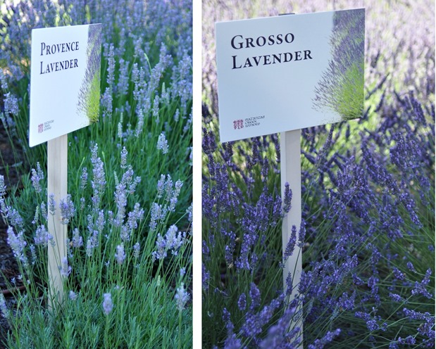 difference between provence and grosso lavender