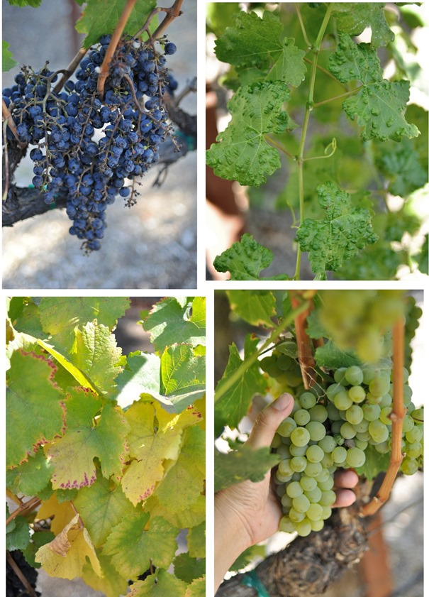 different varietals and leaves