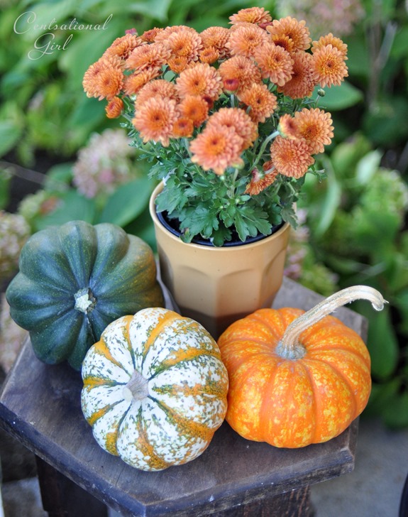 trio of mini pumpkins