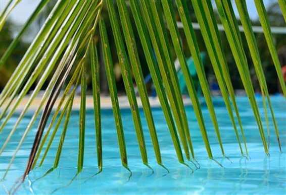 palm tree pool