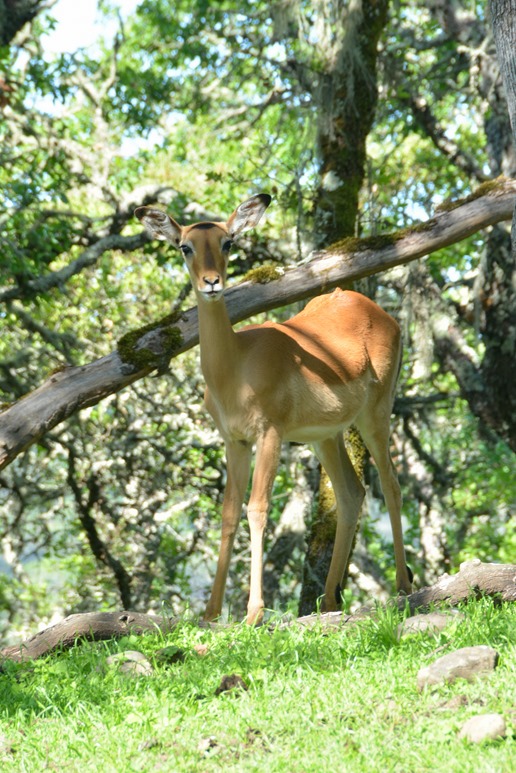 antelope 3