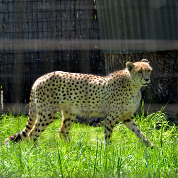 cheetah 6
