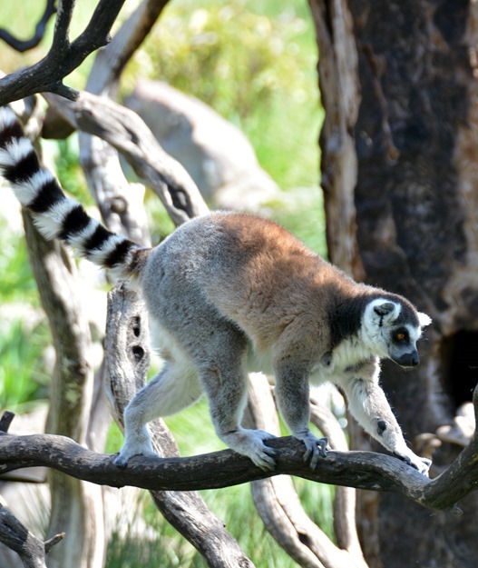 lemur on branch