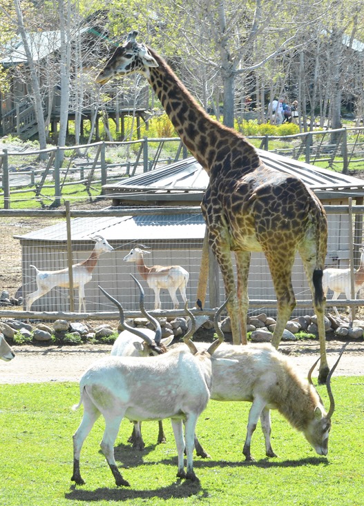 safari west giraffe addax