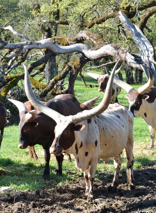watusi cattle safari west