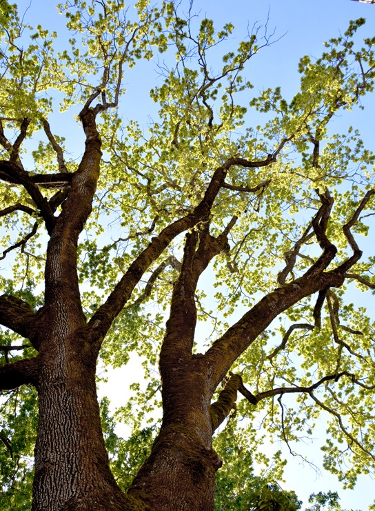 wine country oak tree