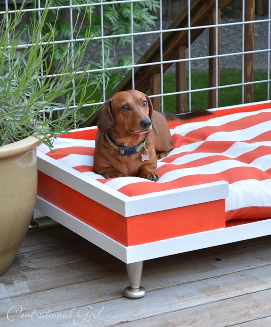 dachshund on pet bed
