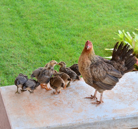 resident chicken family