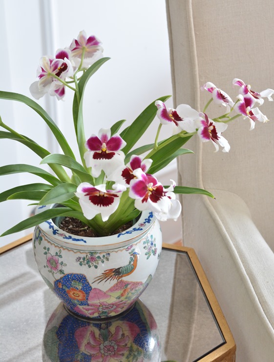 orchid in chinoiserie pot