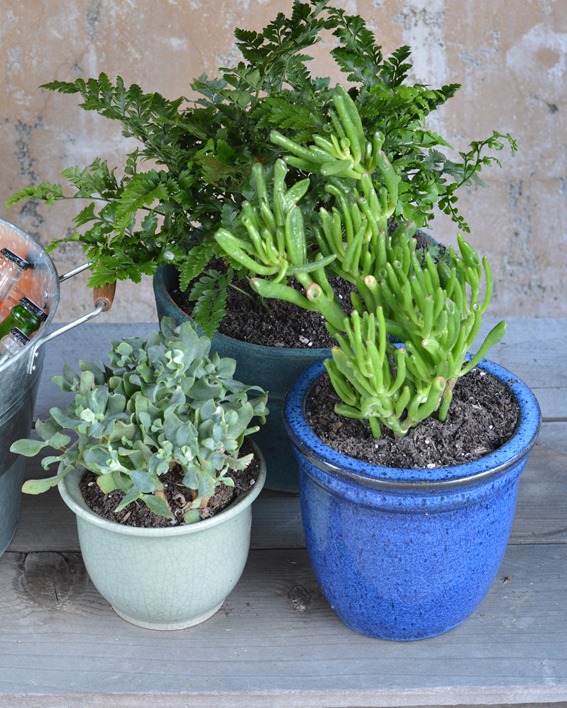 trio of container plants