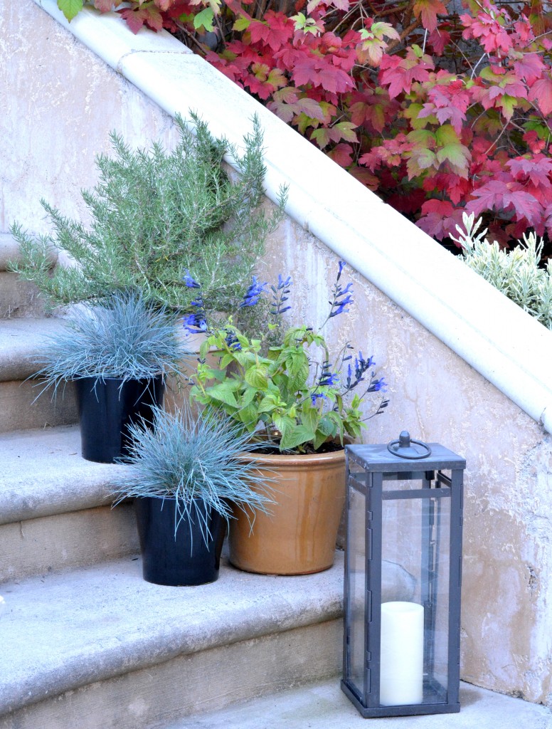 plants in pots on stairs