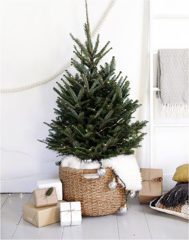 basket-with-evergreen-tree