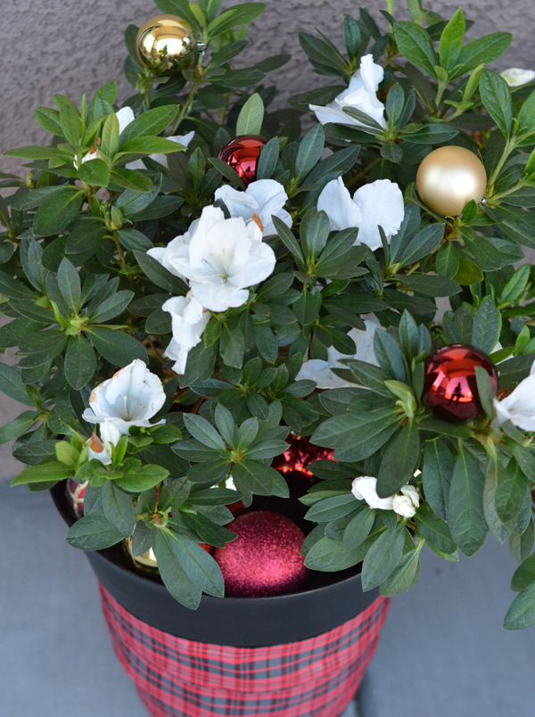 merry-gardenia-and-ornaments