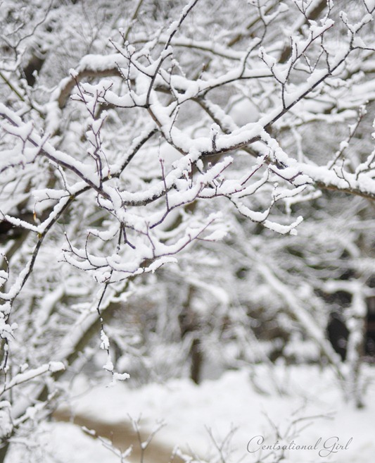winter branches in yosemite park