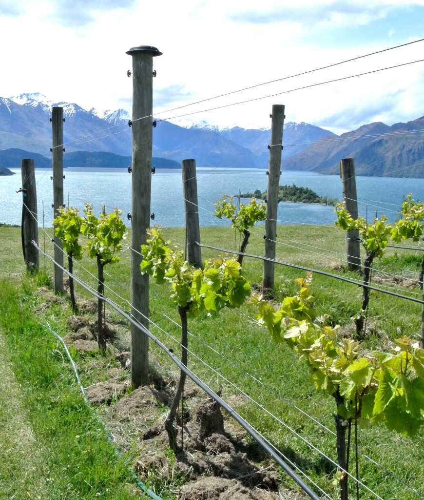 rippon winery