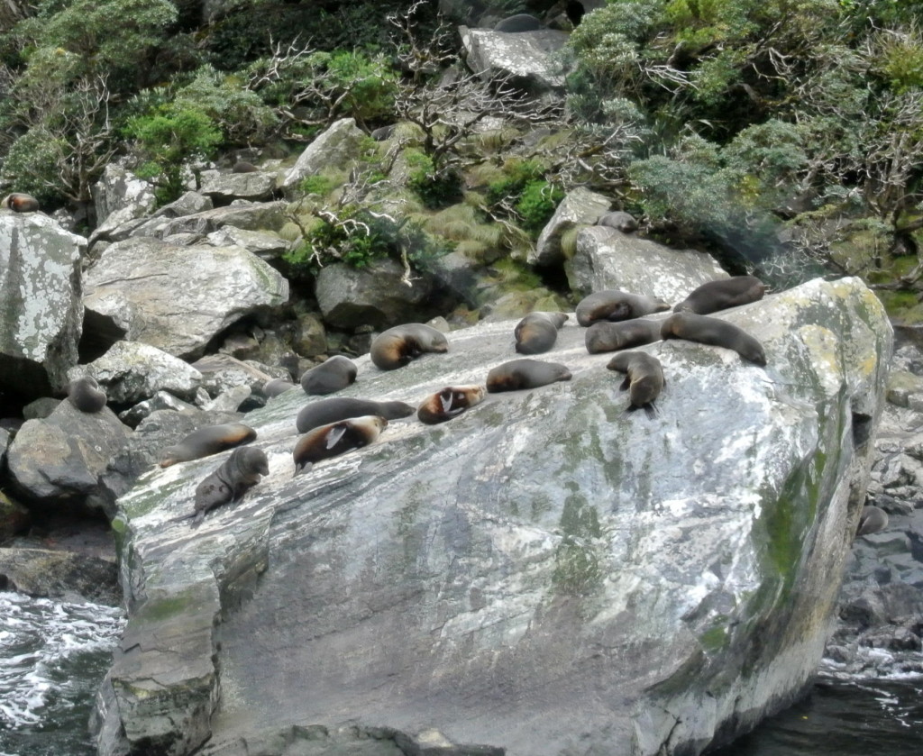sleeping seals