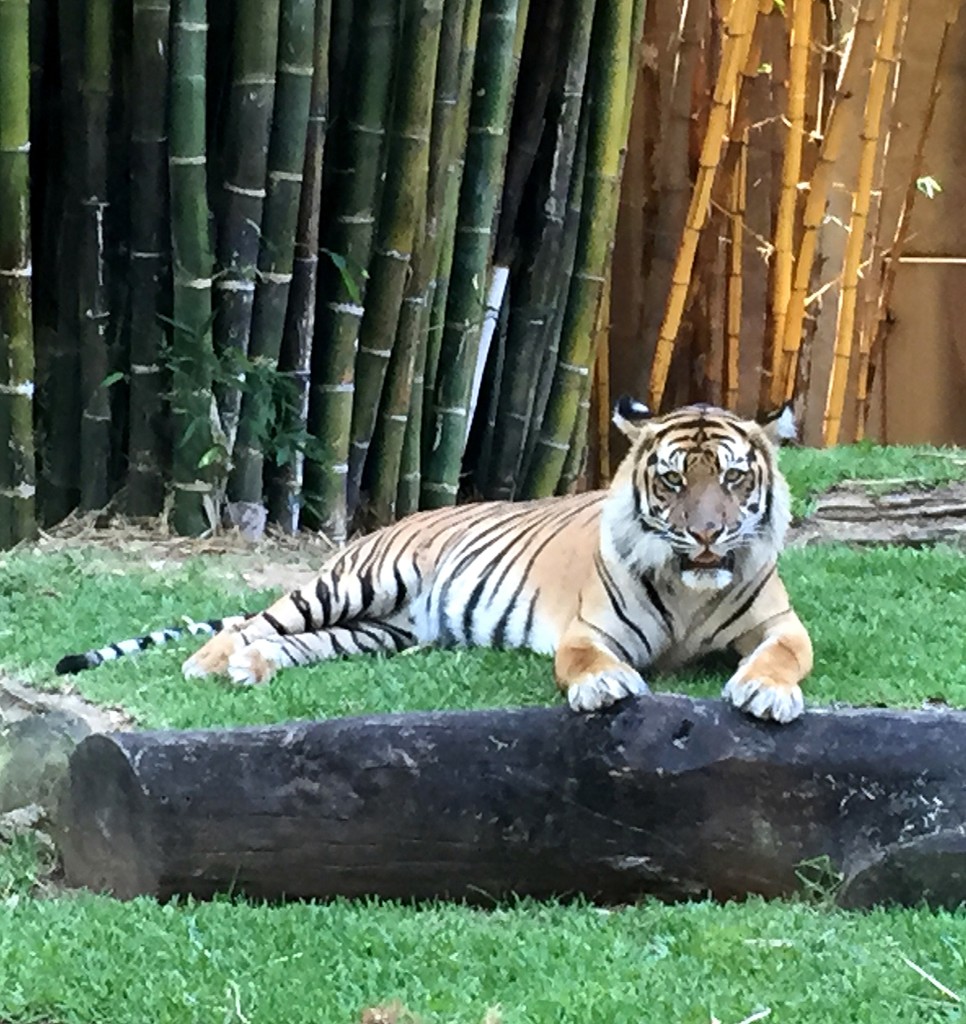 tiger aus zoo