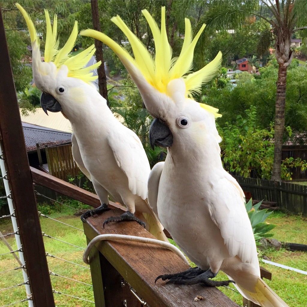 wild cockatoos