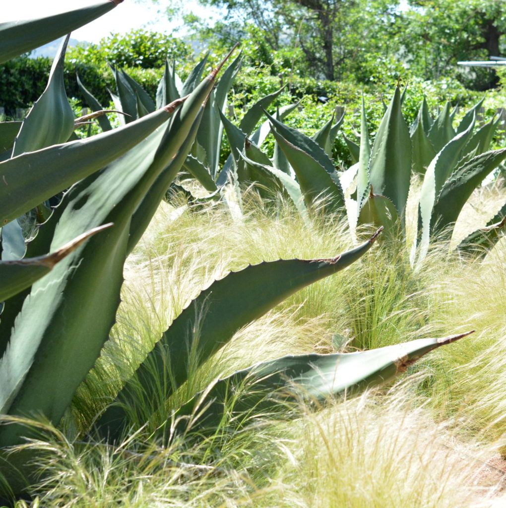 agave and grasses