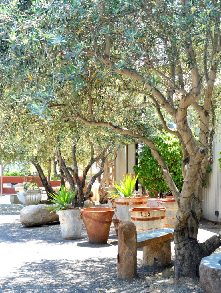 cornerstone gardens olive trees