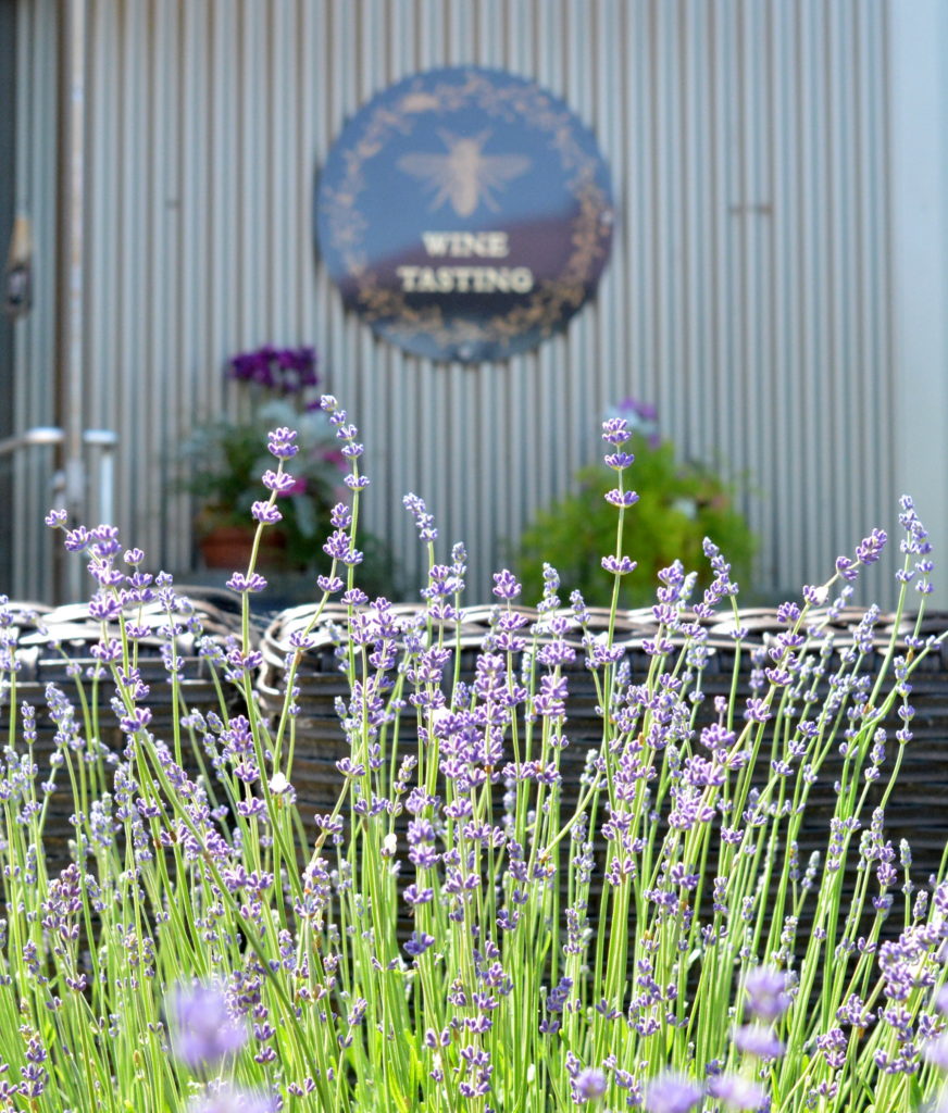 french lavender wine country
