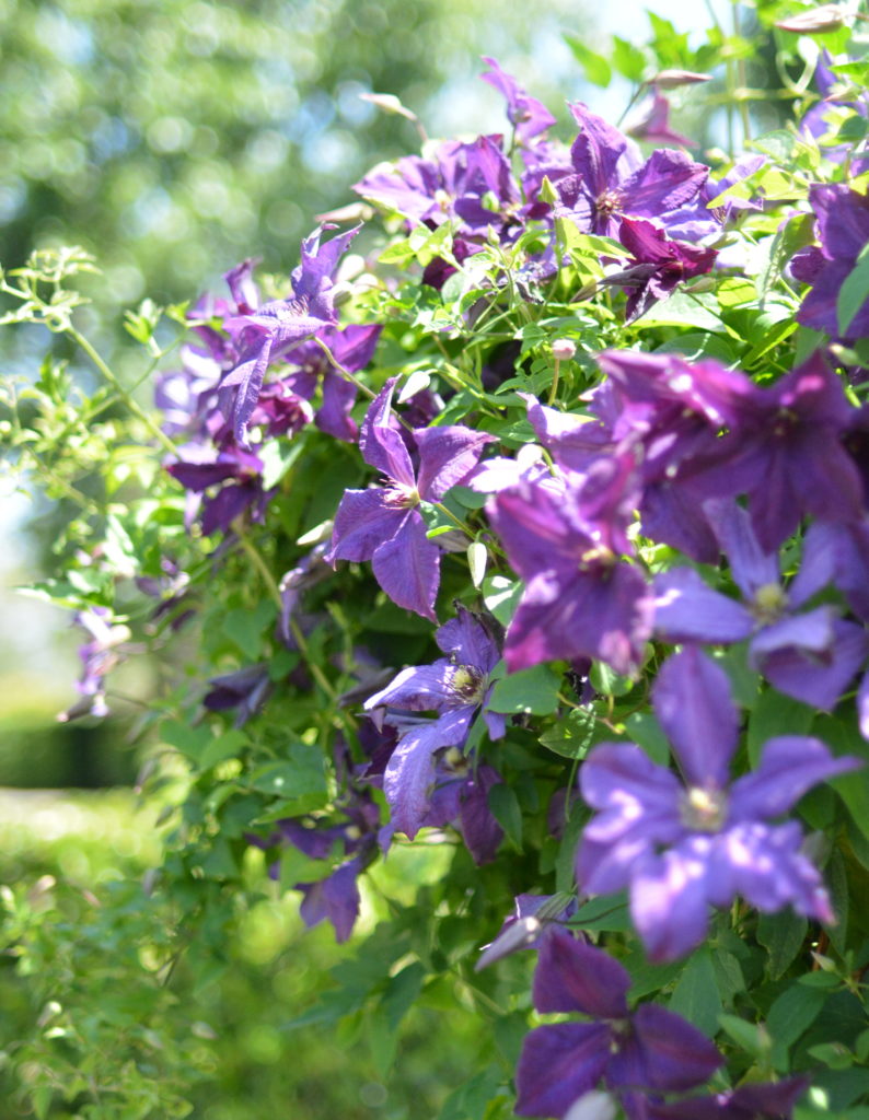 purple flowering vine